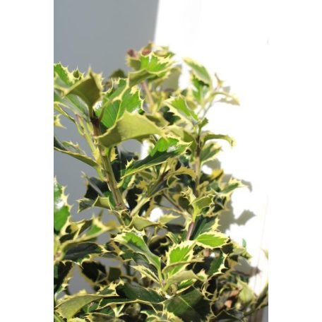 Tarkalevelű magyal Ilex aquifolium 'Argentea Marginata'