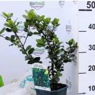 Kék magyal, porzós Ilex meserveae Blue Prince V2