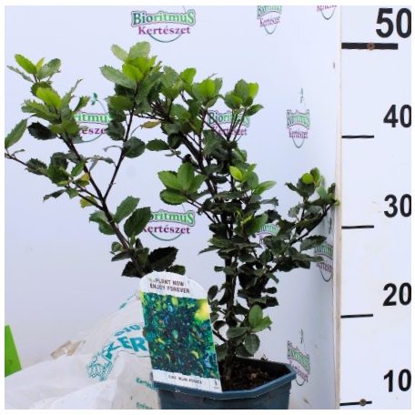 Kék magyal Ilex meserveae 'Blue Prince' (porzós)
