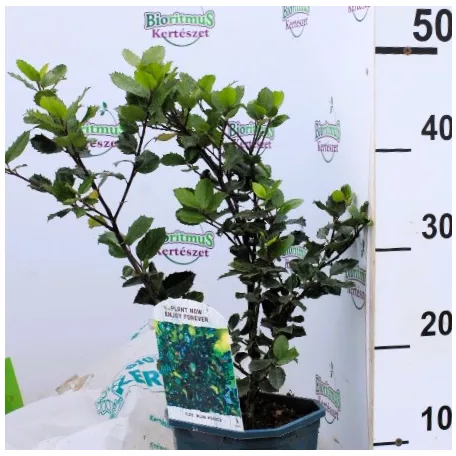 Kék magyal, porzós Ilex meserveae Blue Prince V2
