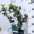 Kék magyal Ilex meserveae 'Blue Prince' (porzós)