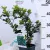 Kék magyal, porzós Ilex meserveae Blue Prince V2