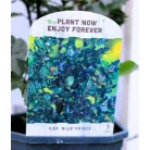 Kék magyal, porzós Ilex meserveae Blue Prince V2