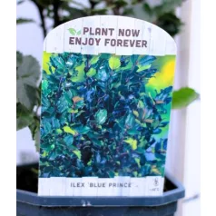 Kék magyal, porzós Ilex meserveae Blue Prince V2