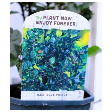 Kék magyal, porzós Ilex meserveae Blue Prince V2