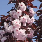 Bordó levelű japán díszcseresznye Prunus serrulata Royal Burgundy