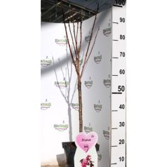   Bordó levelű japán díszcseresznye Prunus serrulata Royal Burgundy