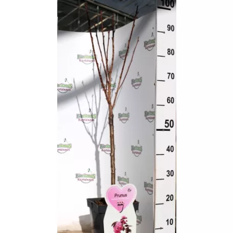 Bordó levelű japán díszcseresznye Prunus serrulata Royal Burgundy