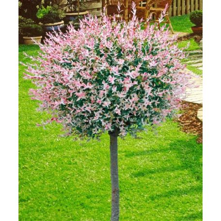Tarkalevelű japán fűz Salix integra 'Hakuro-nishiki 150 cm törzsön