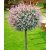 Tarkalevelű japán fűz Salix integra 'Hakuro-nishiki 150 cm törzsön