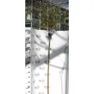Tarkalevelű japán fűz Salix integra 'Hakuro-nishiki 150 cm törzsön