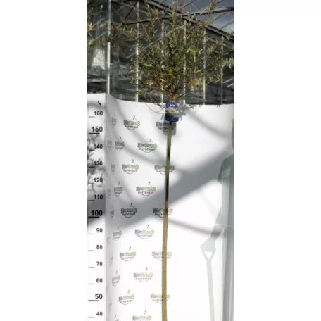 Tarkalevelű japán fűz Salix integra 'Hakuro-nishiki 150 cm törzsön