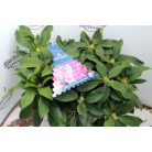 Örökzöld havasszépe Rhododendron XXL 35-45 cm