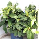 Örökzöld havasszépe Rhododendron XXL 35-45 cm