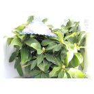 Örökzöld havasszépe Rhododendron XXL 35-45 cm