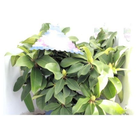 Örökzöld havasszépe Rhododendron XXL 35-45 cm