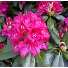 Örökzöld havasszépe Rhododendron 'Nova Zembla' Örökzöld havasszépe 30-35 cm