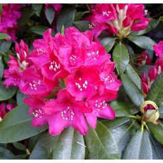   Örökzöld havasszépe Rhododendron 'Nova Zembla' Örökzöld havasszépe 30-35 cm