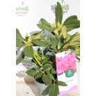 Örökzöld havasszépe Rhododendron 'Nova Zembla' Örökzöld havasszépe 30-35 cm