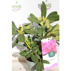   Örökzöld havasszépe Rhododendron 'Nova Zembla' Örökzöld havasszépe 30-35 cm