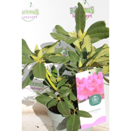 Örökzöld havasszépe Rhododendron 'Nova Zembla' Örökzöld havasszépe 30-35 cm