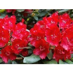   Örökzöld havasszépe rubinvörös Rhododendron Red Jack 30-35 cm