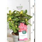 Örökzöld havasszépe rubinvörös Rhododendron Red Jack 30-35 cm