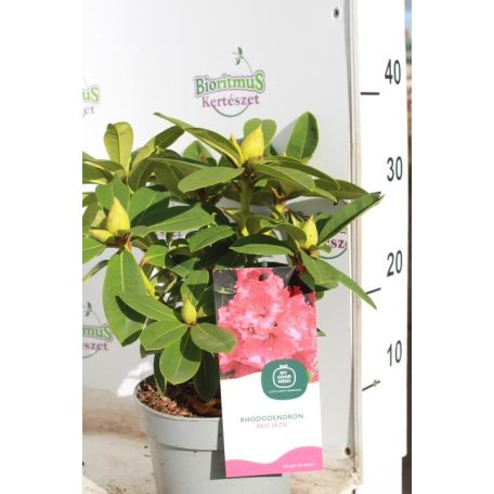 Örökzöld havasszépe rubinvörös Rhododendron Red Jack 30-35 cm