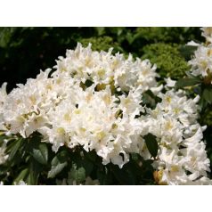   Örökzöld havasszépe fehér Rhododendron 'Cunningham's White' 30-35 cm