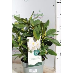   Örökzöld havasszépe fehér Rhododendron 'Cunningham's White' 30-35 cm