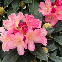   Örökzöld havasszépe fodros, rózsaszín Rhododendron yakushimanum 'Percy Wiseman' 30-35 cm