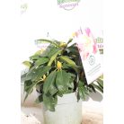 Örökzöld havasszépe fodros, rózsaszín Rhododendron yakushimanum 'Percy Wiseman' 30-35 cm