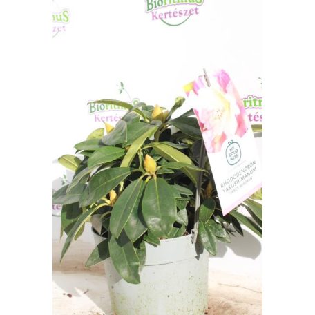 Örökzöld havasszépe fodros, rózsaszín Rhododendron yakushimanum 'Percy Wiseman' 30-35 cm