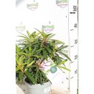 Örökzöld havasszépe 'Graziella' Rhododendron 'Graziella' 30-35 cm