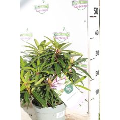   Örökzöld havasszépe 'Graziella' Rhododendron 'Graziella' 30-35 cm