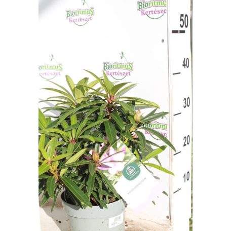 Örökzöld havasszépe 'Graziella' Rhododendron 'Graziella' 30-35 cm