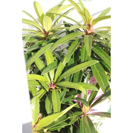 Örökzöld havasszépe 'Graziella' Rhododendron 'Graziella' 30-35 cm