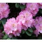 Örökzöld havasszépe Rhododendron 'Catawbiense Grandiflorum' 30-35 cm