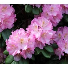   Örökzöld havasszépe Rhododendron 'Catawbiense Grandiflorum' 30-35 cm