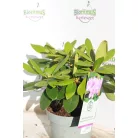 Örökzöld havasszépe Rhododendron 'Catawbiense Grandiflorum' 30-35 cm
