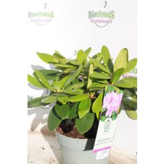   Örökzöld havasszépe Rhododendron 'Catawbiense Grandiflorum' 30-35 cm
