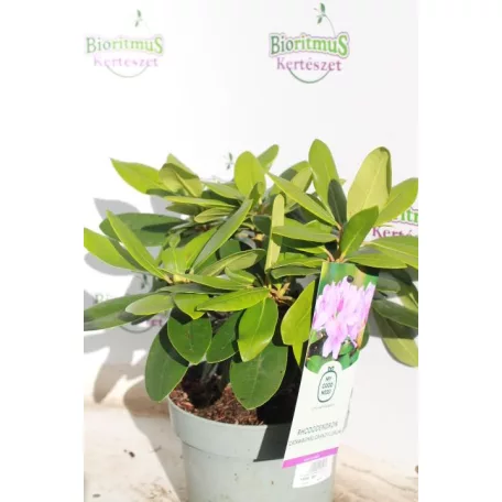 Örökzöld havasszépe Rhododendron 'Catawbiense Grandiflorum' 30-35 cm
