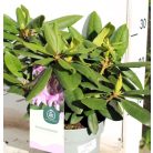 Örökzöld havasszépe Rhododendron 'Roseum Elegans' Havasszépe 30-35 cm