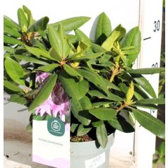   Örökzöld havasszépe Rhododendron 'Roseum Elegans' Havasszépe 30-35 cm