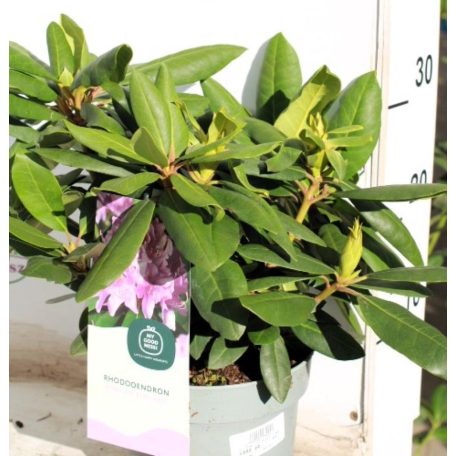 Örökzöld havasszépe Rhododendron 'Roseum Elegans' Havasszépe 30-35 cm
