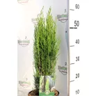 Karcsú olasz ciprus (Karcsú európai ciprus) Cupressus sempervirens 'Totem'