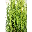 Karcsú olasz ciprus (Karcsú európai ciprus) Cupressus sempervirens 'Totem'