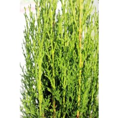   Karcsú olasz ciprus (Karcsú európai ciprus) Cupressus sempervirens 'Totem'