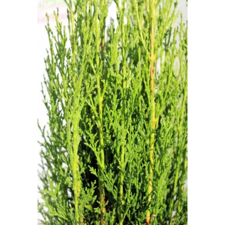 Karcsú olasz ciprus (Karcsú európai ciprus) Cupressus sempervirens 'Totem'