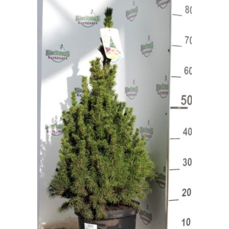 Cukorsüvegfenyő Picea glauca Conica 60-65 cm